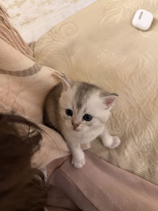 Котятя - шиншила мальчики