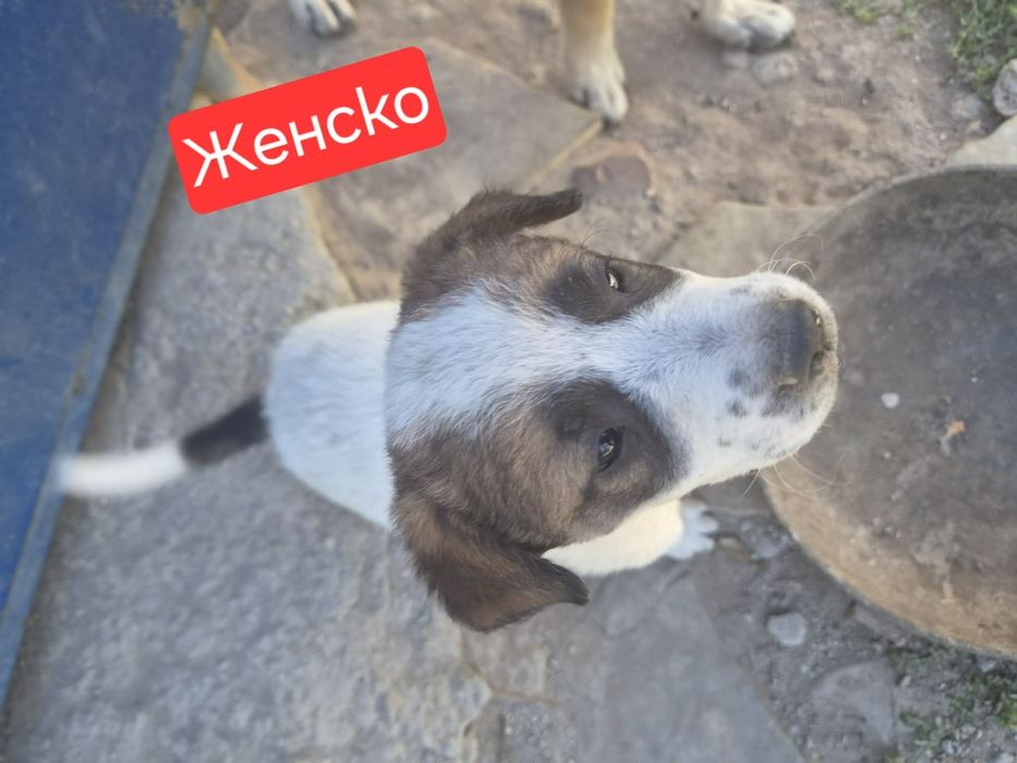 6 малки кученца подаряват се