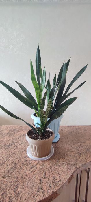 Цветы, комнатные растения.