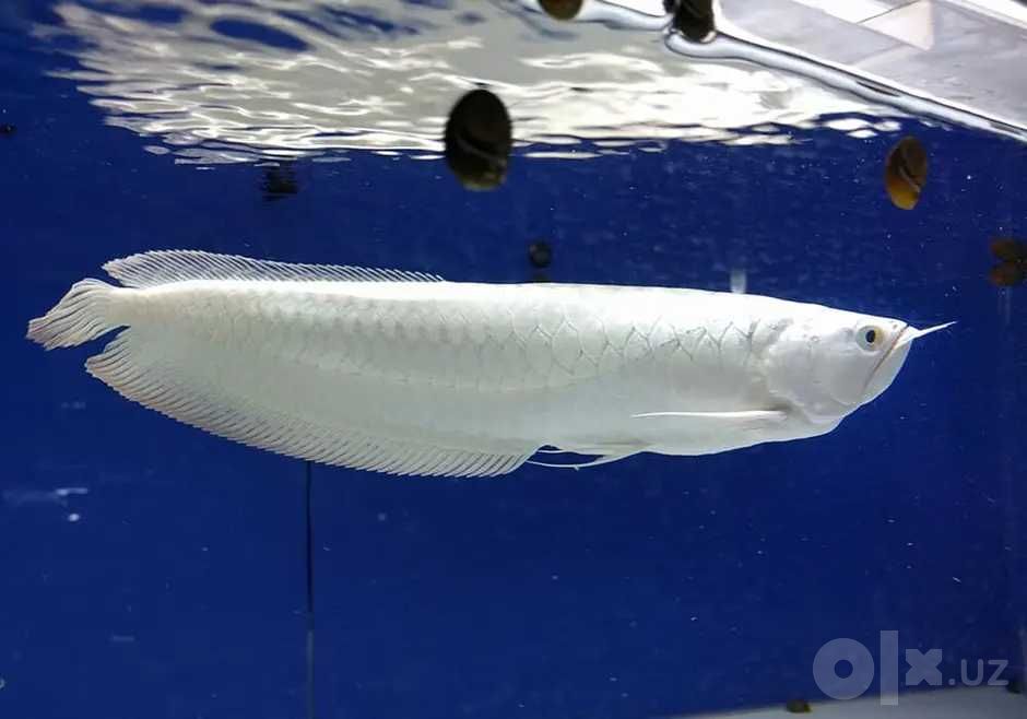 Arvana (Arowana)  xishnik baliq sotiladi