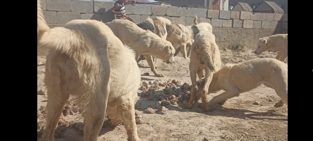 Щенки породы алабай