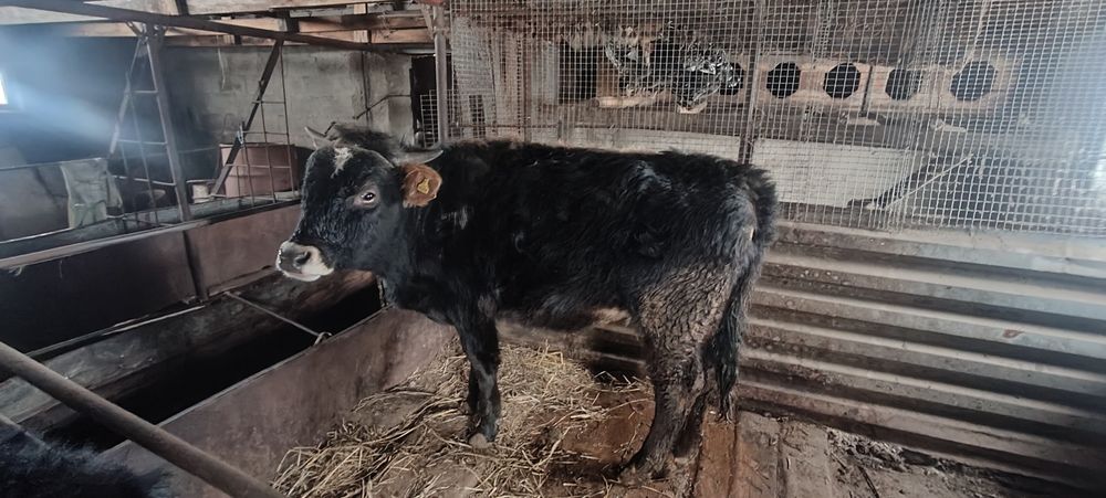 Продам бычка 1 год 2 месяца