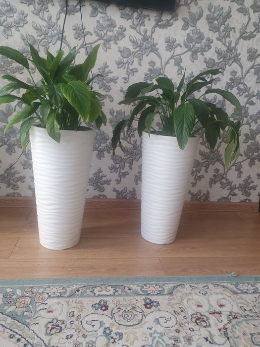 Свитй  домашнй,,,