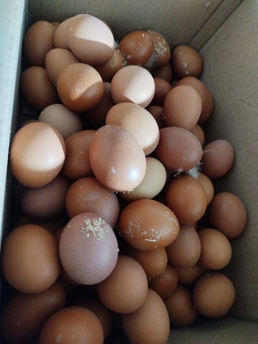 Яйца домашние куриные