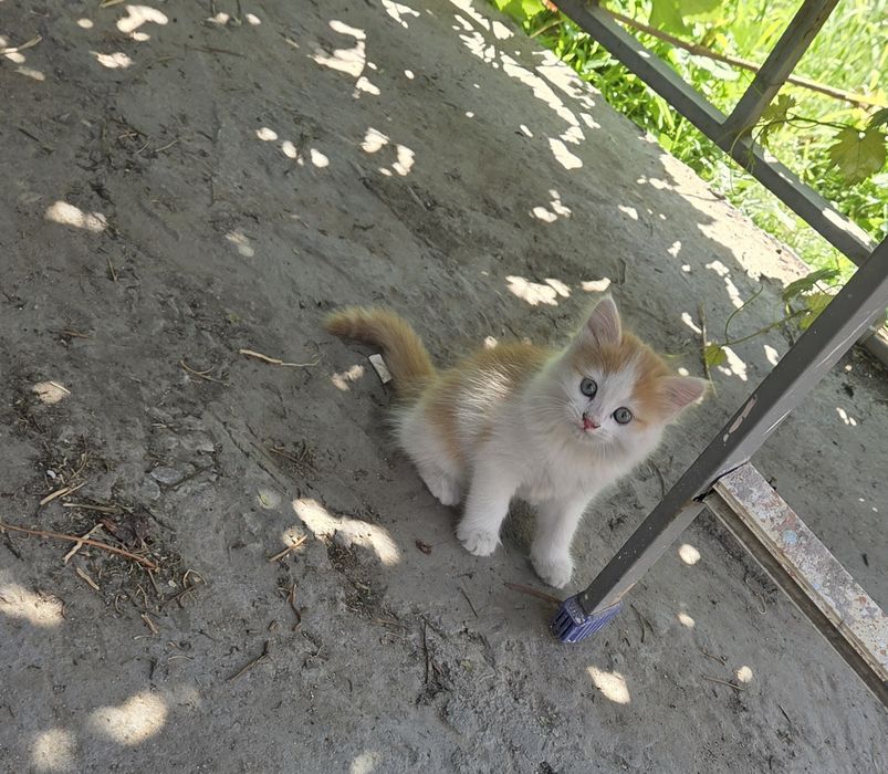 Отдам котят в хорошие руки