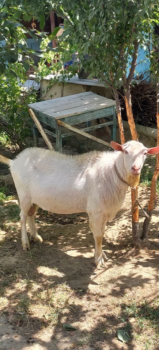 Хакикий зотдор эчкилар