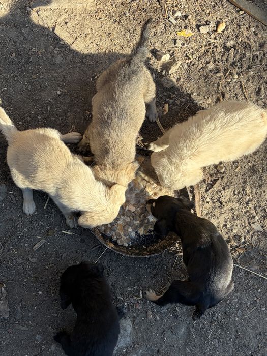 Donez căței de talie mica