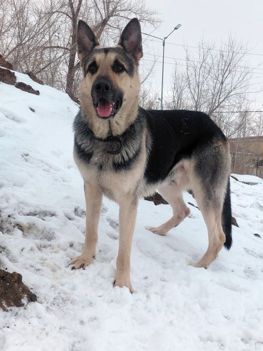 Кобель ВЕО для вязки.