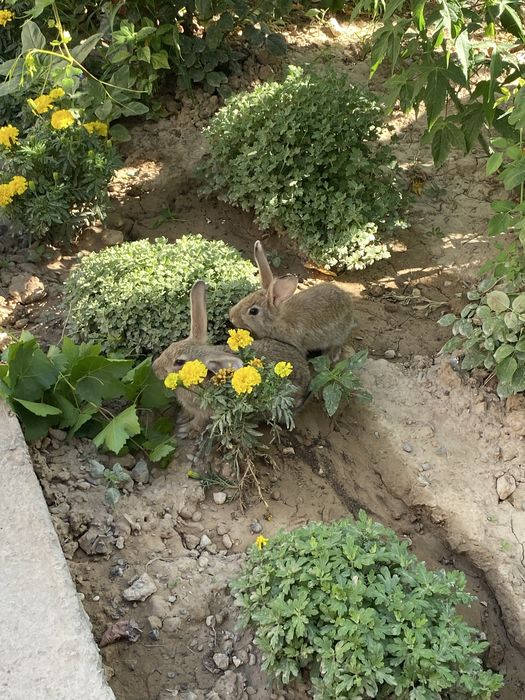 Отдам кроликов хорошие руки