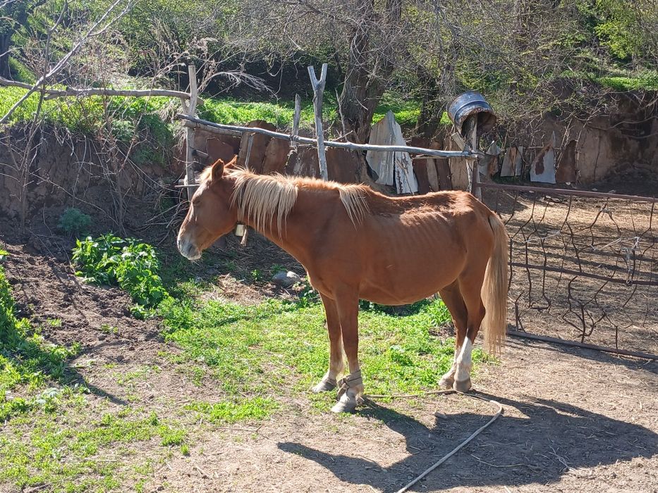 Екі бие сатылады