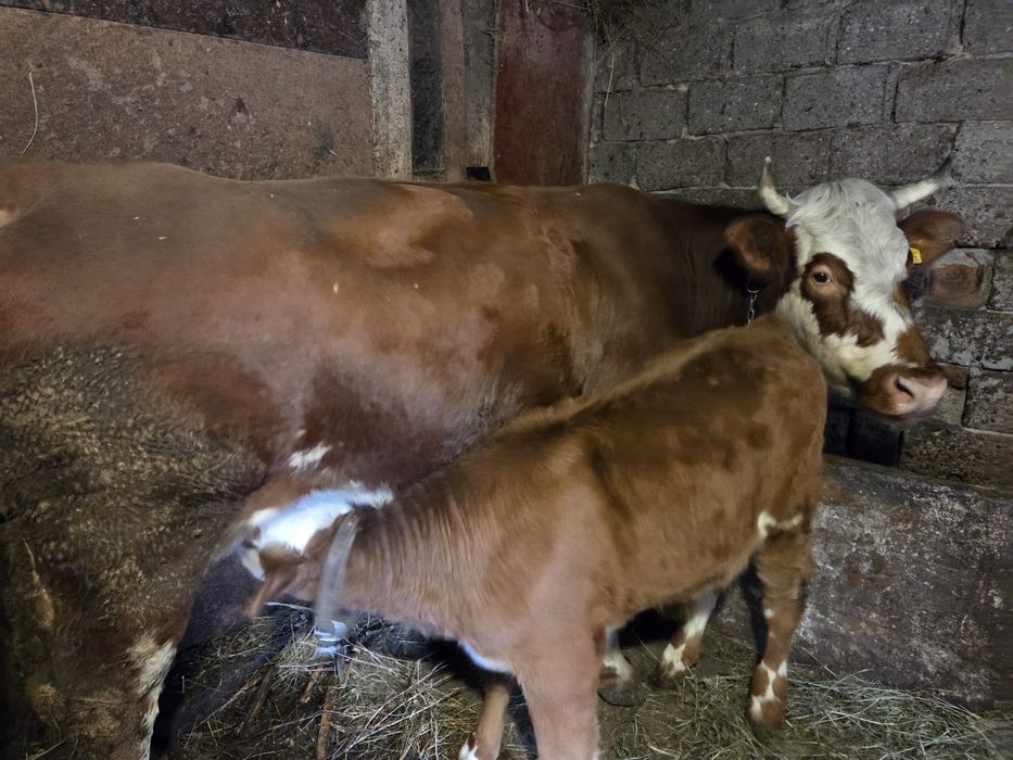 Vând vaca si vițel