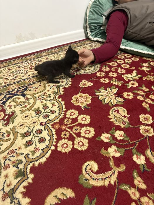 Отдам в хорошие руки котенка