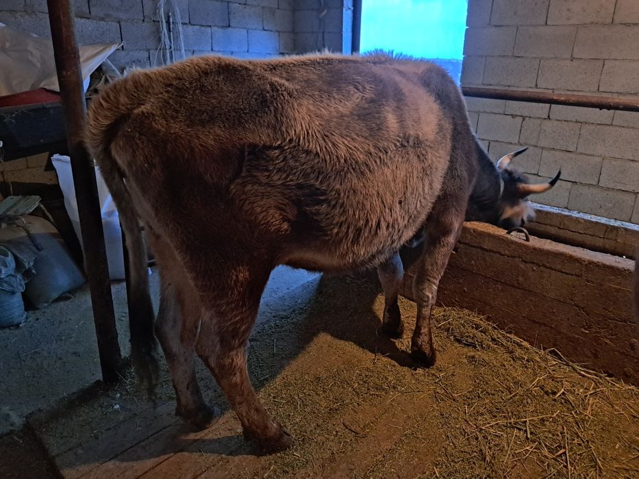 Коровы стельные.