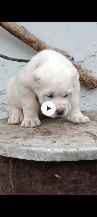 Алабай предлагается для вязки