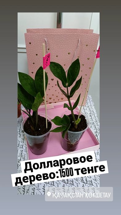 Долларовое дерево:1500 тенге