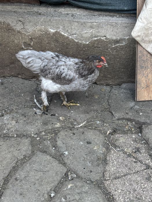 Disponibili 10 pui de gaina !