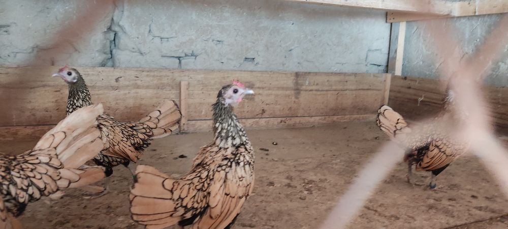 Сибрайт лимонлар