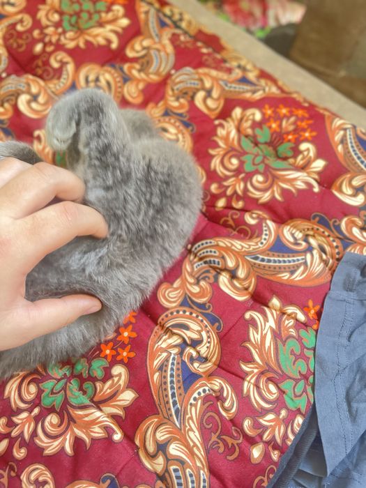 british strayt toza qon aqilli hojatga ozi boradi qolga orgatilgan ogi