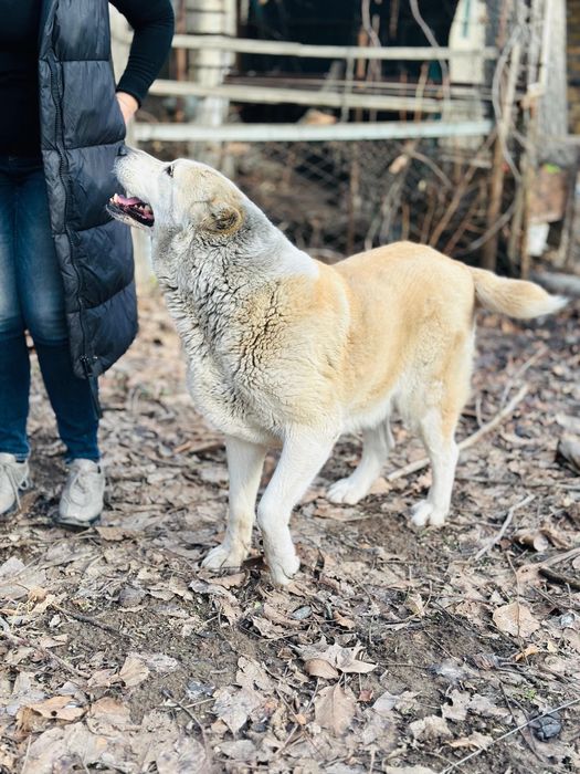Алабай девочка. Ищет семью.