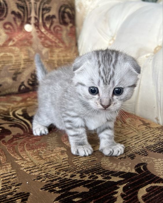 Продам Шотландского Котенка Мальчик