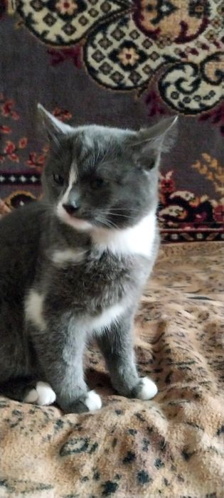 Продам эгейского котика