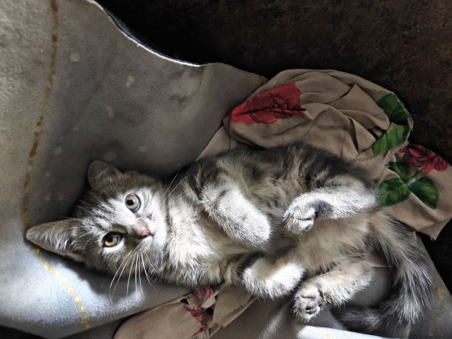 2 котость кошки .