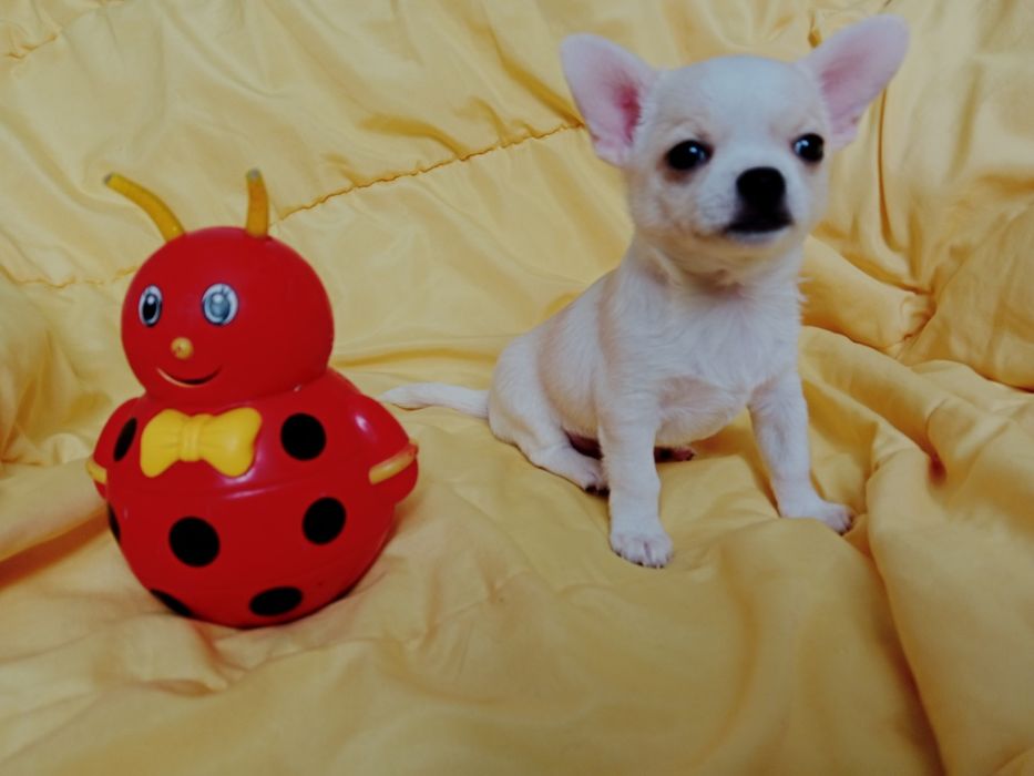 Щенки Чихуахуа мальчики.