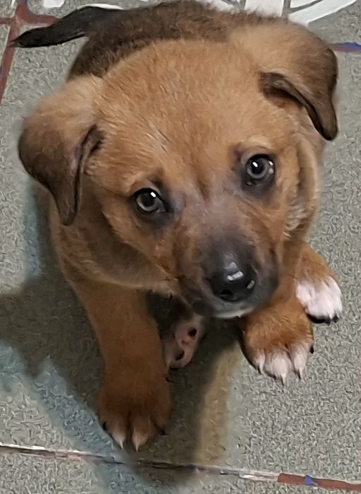 Donez pui 2 luni vaccinat si deparazitat