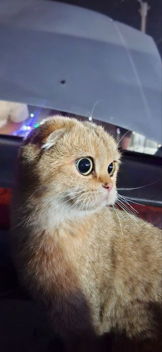 Золотая шиншилла скоттиш фолд девочка