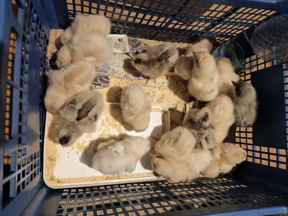 Pui de găină diferite rase amestecate