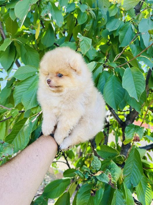 Померан мини мини