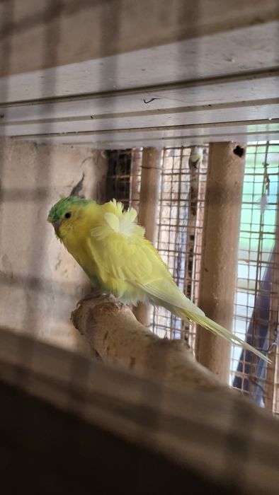 Попугай волнистые бабочка