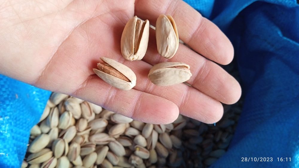 Eron pista urugʻlari sotiladi. Akbariy ahmadiy