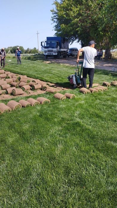 Газон Оптом GAZON