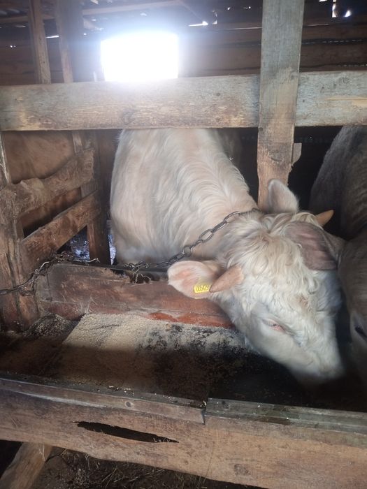 Продам бычков на племя