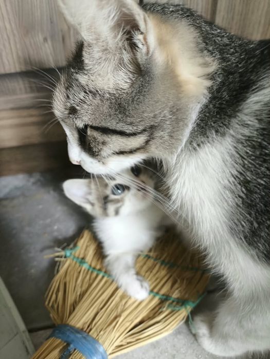 Отдам домашних котят