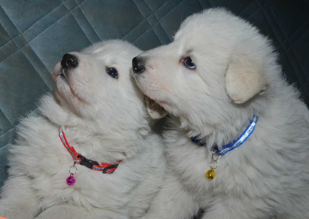 Продават се малки кученца от породата Бяло швейцарско овчарско куче