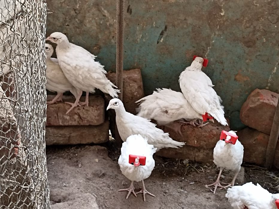 Vînd fazani auriu pe roșu , pe galben , diamant , comuni albi , maturi