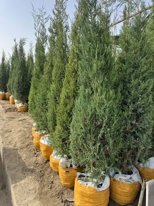 Archa majevenik strishka