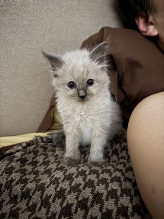 Отдам котенка в добрые руки!