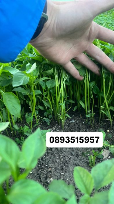 Разсад Пипер 0,5€