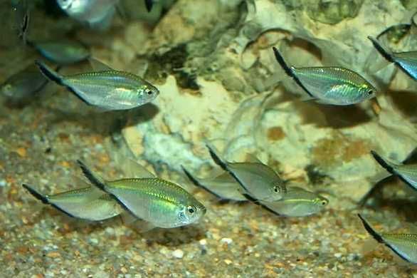 Аквариумная рыбка "Тетра Коста"