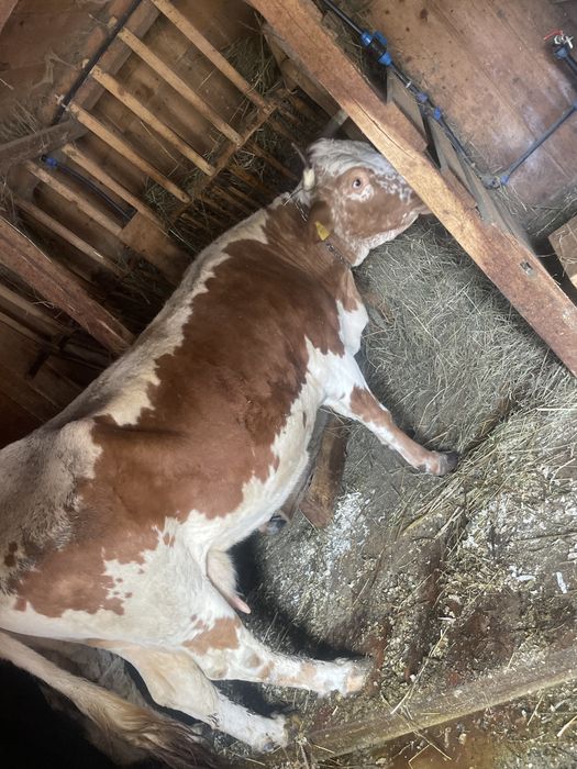 Vand vaca cu al şaptelea  vitel ,