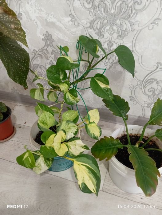 Продам комнатные цветы