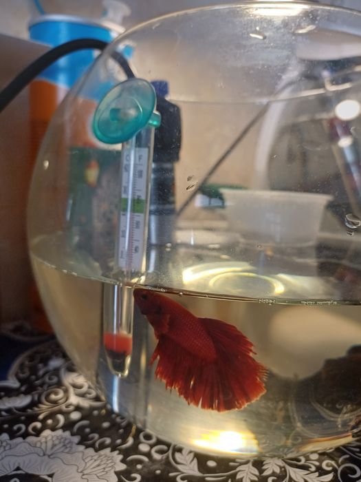 Рыбка петушок самец