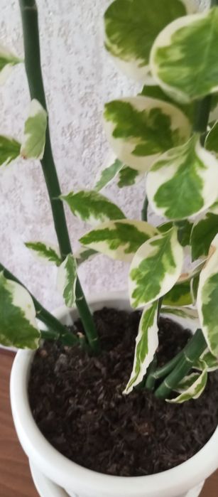 Педилантус     .