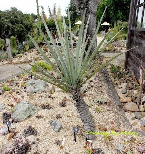 Палми Юка, 1 брой/2 лева;1 евро .