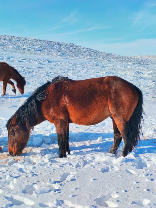Айғыр сатылады!8 жасар