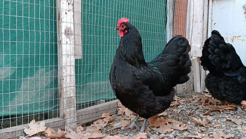 Австралорп  тухуми сотилади 25-30 минг