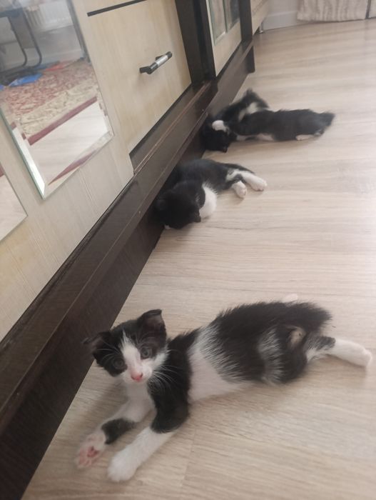 Мысық марғау котята
